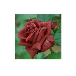 Роза флорибунда Джоселин ( выс 70 см, темно-пурпурн) 3-х лет 1 шт ЗС